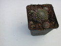 sempervivum silver thaw 5738