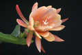 eh martha knebel 242 1615