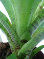 neoregelia ampullacea 4592
