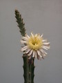 peniocereus cuixmalensis 29