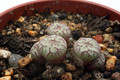 conophytum scitulum 2793