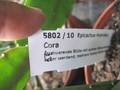 eh cora 5802 85