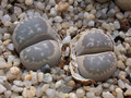 lithops marmorata framesii 01