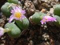 conophytum longistylum1