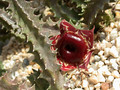 huernia zebrina magniflora2