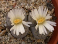 lithops karasmontana bella 06
