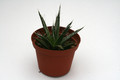 agave schottii mazatzal mts 8811