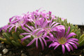 delosperma sphalmantoides 8822