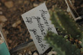 huernia guttata guttata 10