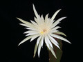 epiphyllum phyllanthus hookeri strictum 05
