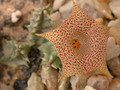 huernia hallii 02