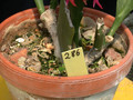 eh siegfried 286 06