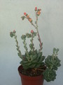echeveria turgida 9990