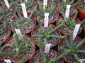 euphorbia inermis 1287