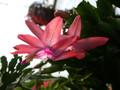 schlumbergera peach parfait 02