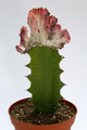 euphorbia lactea cristata thai red 8342