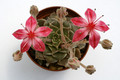 graptopetalum bellum 0268
