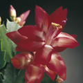schlumbergera russian dancer 098