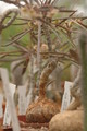 euphorbia suzanae marnierae 1123