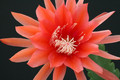 eh flamingo 6531 4768