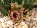 huernia guttata guttata karoo 02