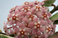 hoya carnosa compacta regalis 9429