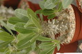pachypodium densispinum brevicalyx 1143