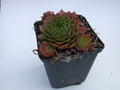 sempervivum blazing star 5724