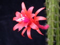 aporocactus brilliant 98346