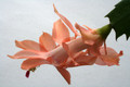 schlumbergera christmas fantasy 6363