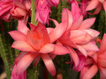 aporocactus pastel rose 01
