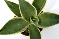 agave celsii multicolor 0693