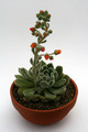 echeveria cv doris taylor 0334