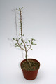 fouquleria splendens 4011