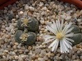 lithops salicola reticulata