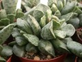 adromischus cooperi 02