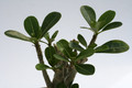adenium obesum 12cm bis 15cm 9539