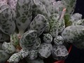 adromischus cooperi 03