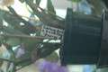 schlumbergera x buckleyi george g 14