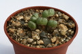 conophytum violaciflorum springbokkop 2939