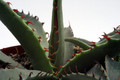 agave mckelveyana hillside az 0170