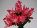 schlumbergera russian dancer 1608