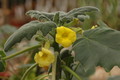 uncarina roeoesliana 1114