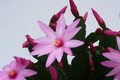 rhipsalidopsis phoenix rosa pink 6210