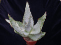 aloe ferox 02