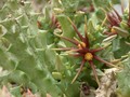 caralluma wissmannii es3475 02