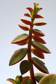 peperomia rubella 8067