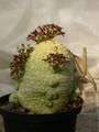 pseudolithos migiurtinus es2622 01