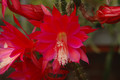aporocactus lucifer paetz 0352