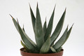 agave nigra 7679